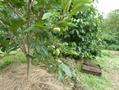 pawpaw